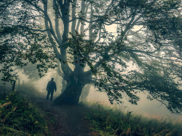 istock I walk under a big tree in the strong fog. 1353076551