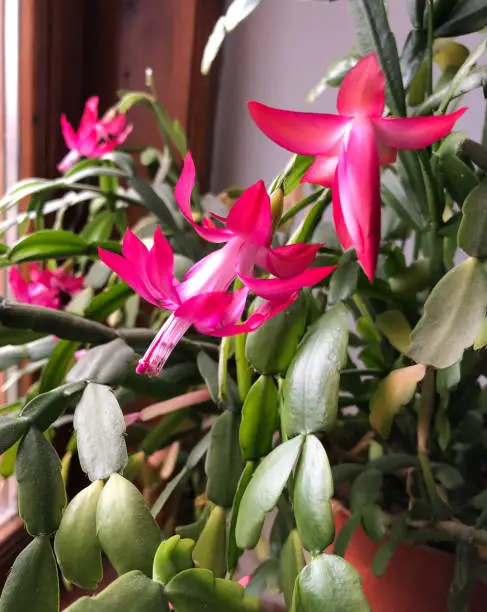 Pink Schlumbergera Truncata or in other common names crab, holiday or chain  cactus in flower pot