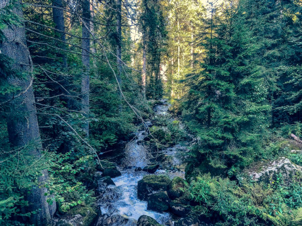 istock The waterfalls in the Black Forest. 1353077946
