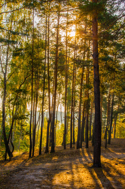 istock Early morning in the coniferous autumn forest. 1353079104