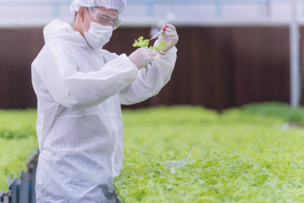 istock Scientist checking and testing water chemical for feeding a plant vegetable at green house farm. Organic farm with high technology. Agriculture for future food. The lettuces growing by hydroponics. 1353079208