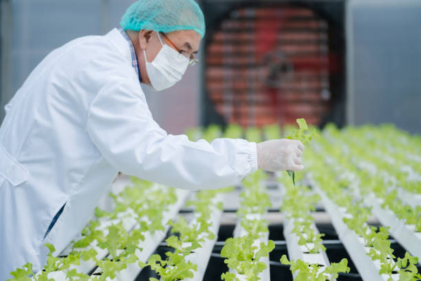 Senior scientist examining a plants in greenhouse farm. scientists holding equipment for research plant in organic farm. Quality control for hydroponics vegetable farm. test and collect chemical data. científico principal examinando una planta en una granja de invernadero. científicos que sostienen equipos para plantas de investigación en granjas orgánicas. control de calidad para granja de hortalizas hidropónicas. probar y recopilar datos químico