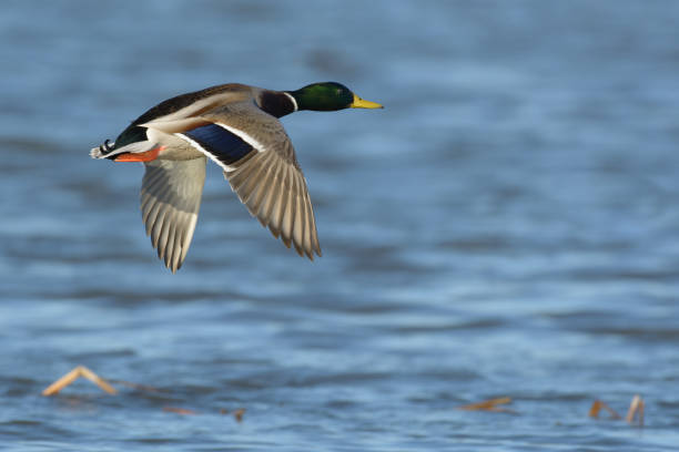 istock Mallard drake male duck flying low over water 1353079315