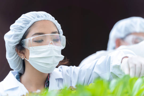 istock scientist woman checking for harvesting vegetables from hydroponics farm. Hydroponics vegetable farm. Concept of growing organic vegetables and health food. 1353079464