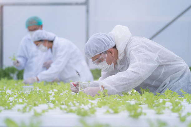 Scientist checking and testing water chemical for feeding a plant vegetable at green house farm. Organic farm with high technology. Agriculture for future food. The lettuces growing by hydroponics. científico verificando y probando el químico del agua para alimentar a un vegetal vegetal en una granja de casa verde. granja ecológica con alta tecnología. agricultura para la alimentación futura. las lechugas que crecen por hidroponía.