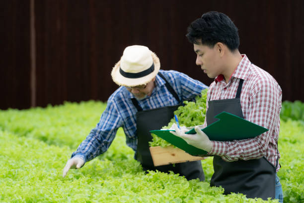 istock Senior worker farmer checking lettuce vegetable hydroponics in green house. Asian man preparing to harvest organic plant. Modern industry of agriculture. Young man taking lettuce from growing tray. 1353080122