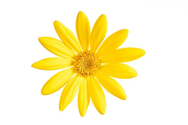 A yellow flower of a Euryops pectinatus isolated on white background