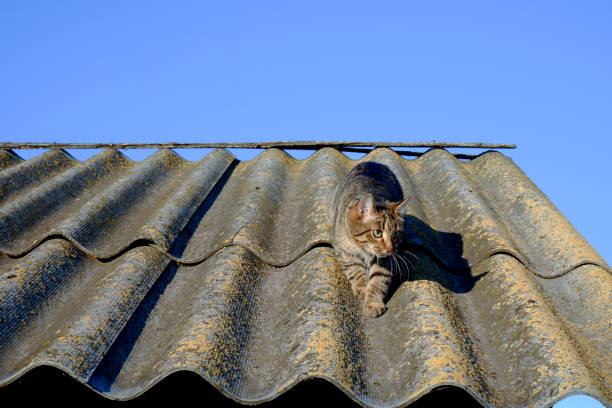 istock The cat walks on the old rooftop. 1353080698