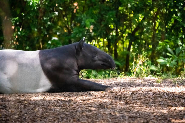 Malayan Tapir (Tapirus indicus) resting in natural environment stock photo