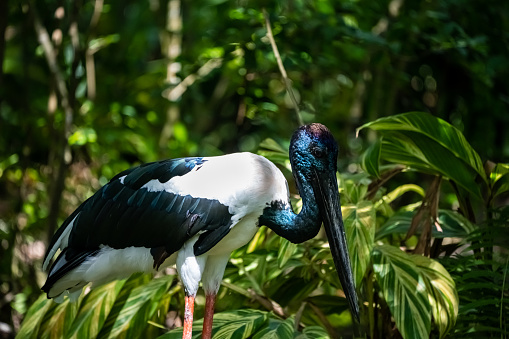 Black necked stork  in natural environment