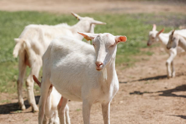 istock A herd of goats on the farm 1353084221