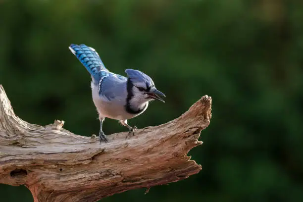 Photo of blue jay in autumn