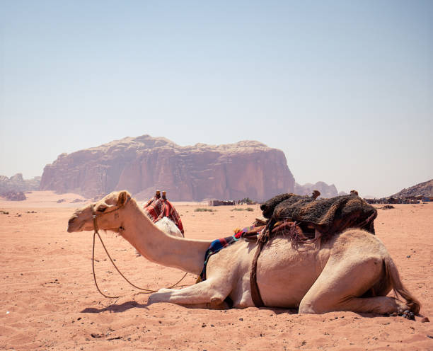 kamel ruht in der nähe von lawrence"u2019s frühling im wadi rum rote felswüste, jordanien. - jordan camel wadi rum arabia stock-fotos und bilder