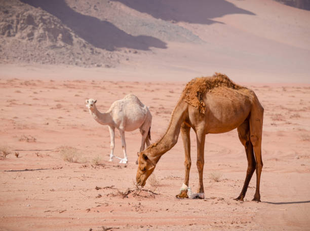 istock Camels grazing in Wadi Rum desert, Jordan. 1353086234