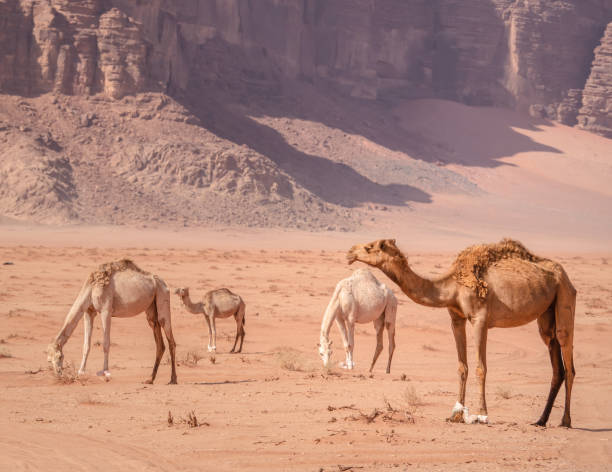 istock Camels grazing in Wadi Rum desert, Jordan. 1353086305