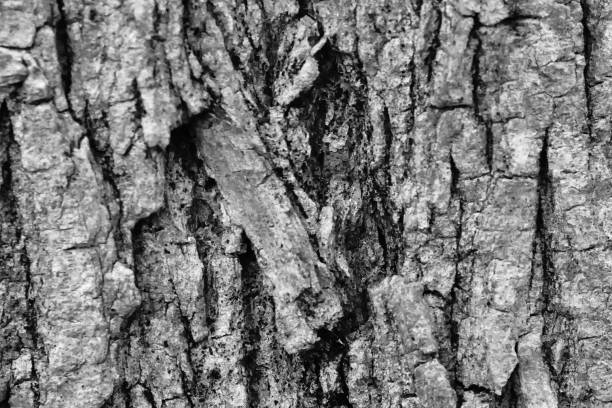 texture image taken in europe