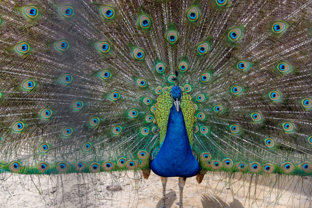 istock Indian colorful blue peacock with open tail. 1353086490