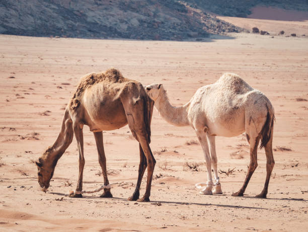 istock Camels grazing in Wadi Rum desert, Jordan. 1353086523