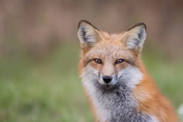 Photo of young red fox