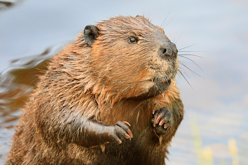 A close-up portrait view of a North American beaver, Quebec, Canada