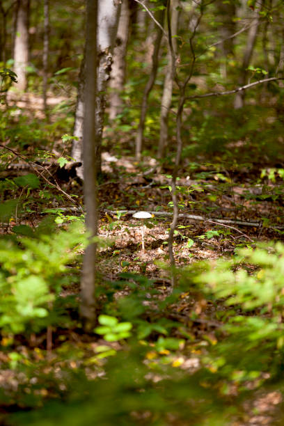 istock Fungi (mushrooms) along a hiking trail in Ontario. 1353088928