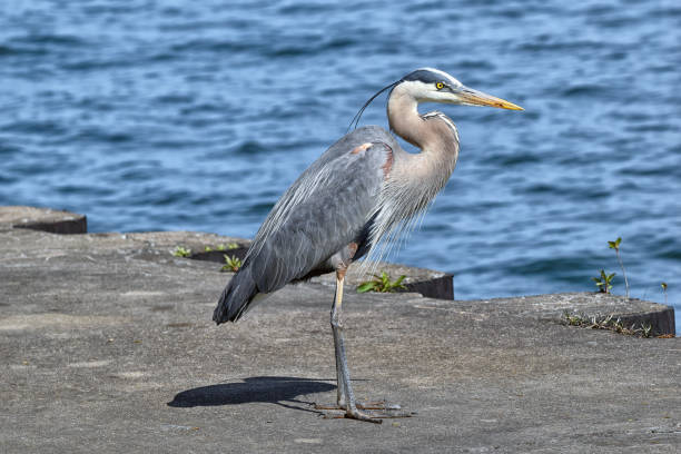 Great Blue Heron at Presque Isle: Erie, Pennsylvania