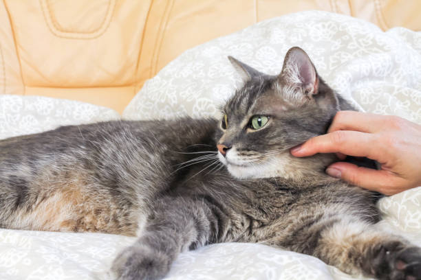 istock The hostess strokes a beautiful big gray cat 1353090124
