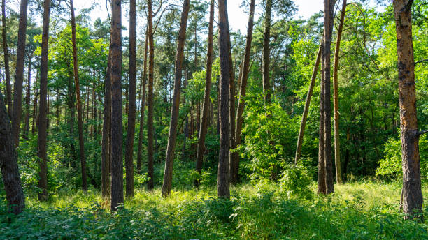 istock Fabulous dancing forest on green moss illuminated by rays of sunlight on the Curonian Spit, Kaliningrad region, Russia 1353090830