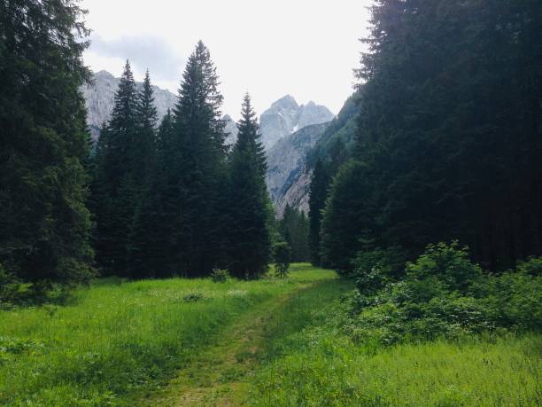 istock View of the alps from an alpine forest road 1353090921