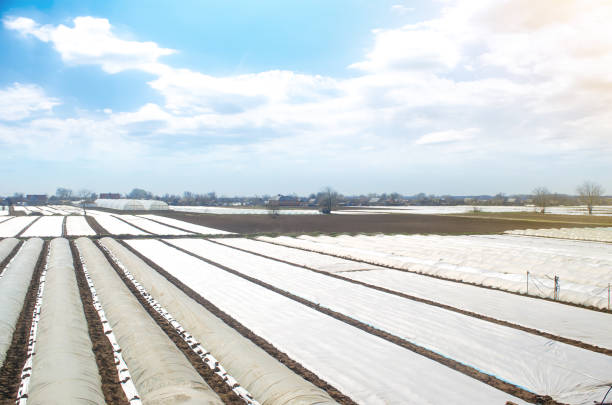 istock Farm agricultural fields covered with white spunbond agrofibre plastic fiber. Adaptation to unstable climate and increasing earlier yields. Increased plant survival crop. Greenhouses plantations. 1353092257