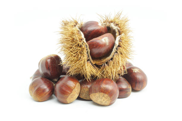 istock Fresh raw chestnuts isolated on white background, Chestnut with thorny branch 1353093231