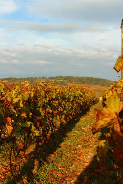 istock Burgundy vines in autumn 1353096471