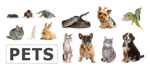 conjunto de diferentes mascotas sobre fondo blanco. diseño de banners - mascota exótica fotografías e imágenes de stock