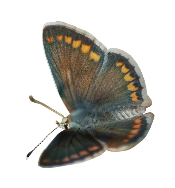 istock Beautiful bright butterfly flying on white background 1353097600