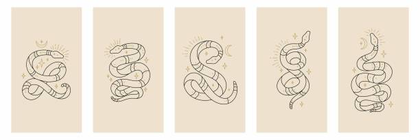 ilustraciones, imágenes clip art, dibujos animados e iconos de stock de contorno vectorial serpientes conjunto de objetos mágicos místicos- luna y estrellas. serpientes de línea mágica celestial en estilo moderno - snake