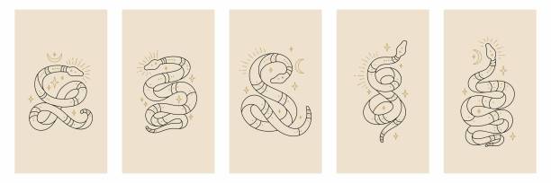 illustrations, cliparts, dessins animés et icônes de contour vectoriel serpents ensemble d’objets magiques mystiques - lune et étoiles. serpents de ligne magique céleste dans un style tendance - snake