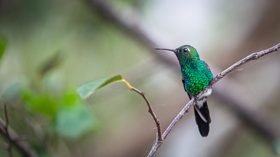 An Emerald Hummingbird from Ricord to Playa Larga, Península de Zapata National Park, Cuba.