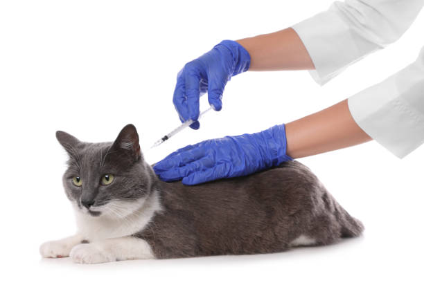 istock Professional veterinarian vaccinating cute cat on white background, closeup 1353099625