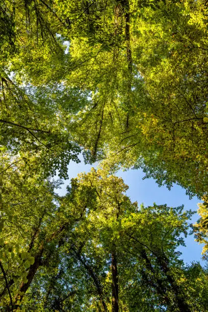 Photo of Tall Forest Up Above. Mighty tree in autmn leaves. Look up in a dense forest