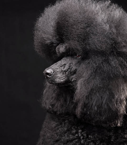 istock portrait of standard black poodle 1353102937