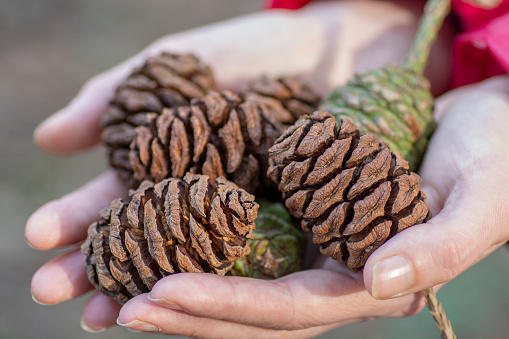 Woman holding Giant Sequoia or Giant redwood cones in her hands. Selective focus. Detail.