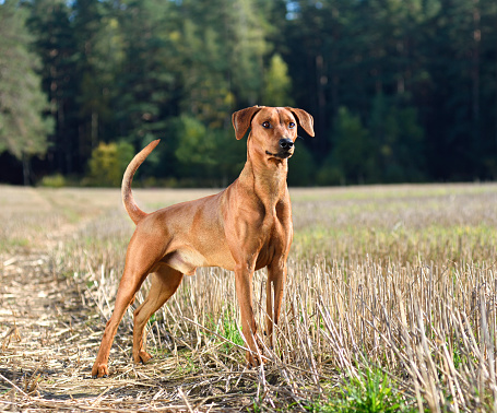 Brown German Pinscher standing on an autumn field