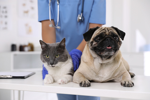 Veterinario examinando lindo perro pug y gato en la clínica, primer plano. Día de vacunación photo