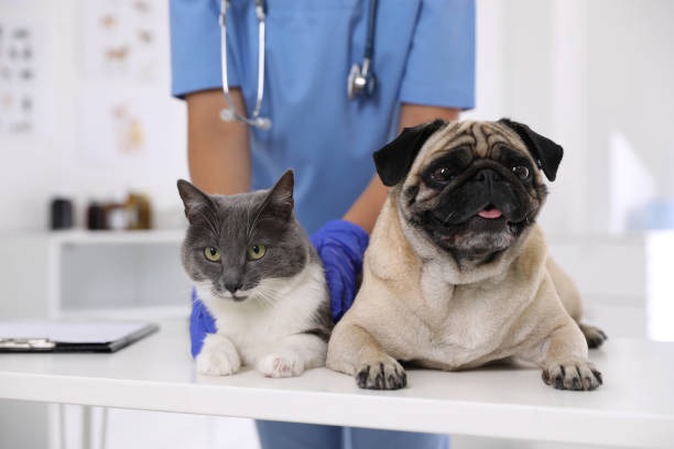 veterinario examinando lindo perro pug y gato en la clínica, primer plano. día de vacunación - veterinario fotografías e imágenes de stock