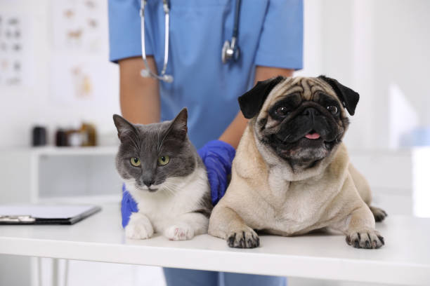 veterinario che esamina il simpatico cane carlino e il gatto in clinica, primo piano. giorno di vaccinazione - vet foto e immagini stock