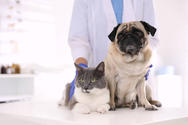 veterinário examinando cachorro pug bonito e gato na clínica, close-up. dia da vacinação - vet veterinary medicine puppy dog - fotografias e filmes do acervo