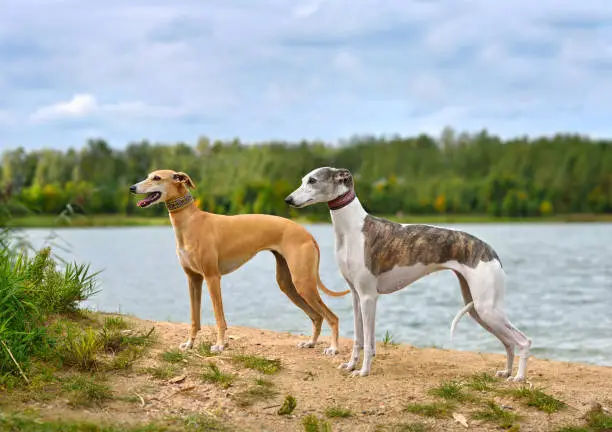 Two English Whippets standing on a river bank background