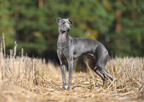 Beautiful Italian Greyhound standing on a yellow stubble background