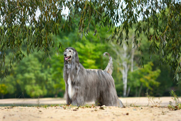 istock Beautiful fully coated Afghan Hound 1353104173