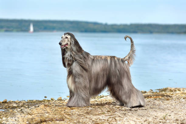 istock Beautiful fully coated Afghan Hound 1353104206